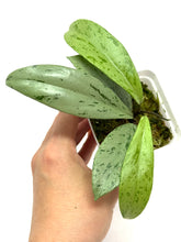 Load image into Gallery viewer, Hoya Pubicalyx Pink Silver Ghost C