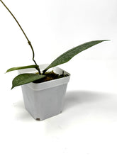 Load image into Gallery viewer, Hoya Mitrata Silver B