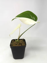 Load image into Gallery viewer, Monstera Deliciosa Albo Variegated J