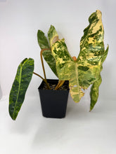 Load image into Gallery viewer, Philodendron Billietiae Variegated B