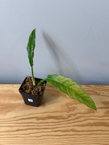 98. Philodendron Ring of Fire