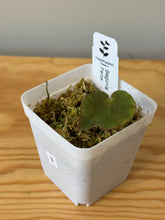 Load image into Gallery viewer, 3. Begonia Ferox