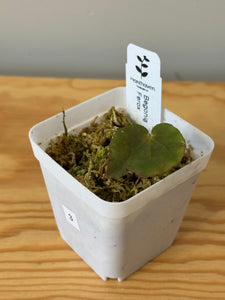 3. Begonia Ferox