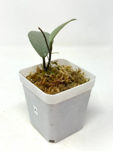Hoya Wilbur Graves Silver A