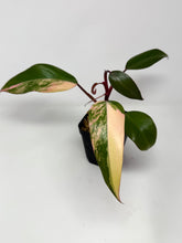 Load image into Gallery viewer, Philodendron Strawberry Shake