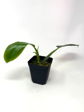Load image into Gallery viewer, Philodendron Applanatum