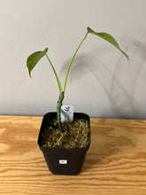 Load image into Gallery viewer, 80. Monstera Deliciosa Aurea Variegated