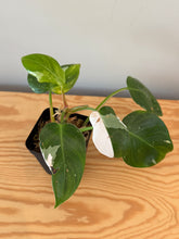 Load image into Gallery viewer, 272. Philodendron White Princess