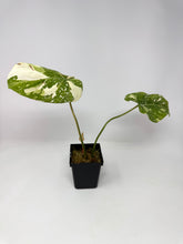 Load image into Gallery viewer, Philodendron Gloriosum Variegated B