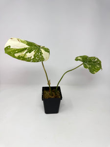 Philodendron Gloriosum Variegated B