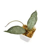 Load image into Gallery viewer, Hoya Mitrata Silver H