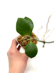 Hoya Anulata