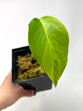 Load image into Gallery viewer, Monstera Deliciosa Aurea Variegated A