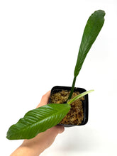 Load image into Gallery viewer, Philodendron Lynette ‘Campii’