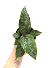 Load image into Gallery viewer, Homalomena ‘Purple Sword’