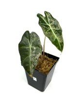 Load image into Gallery viewer, Alocasia Amazonica Variegated D