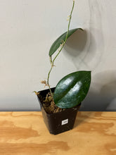 Load image into Gallery viewer, 39. Hoya Erythrostemma