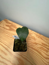 Load image into Gallery viewer, 98. Hoya Kerrii Variegated (inner)