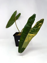 Load image into Gallery viewer, Philodendron Billietiae Variegated E