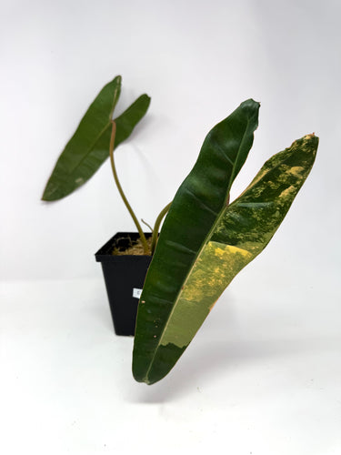 Philodendron Billietiae Variegated E