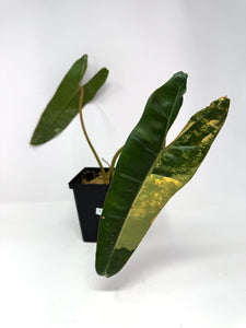 Philodendron Billietiae Variegated E