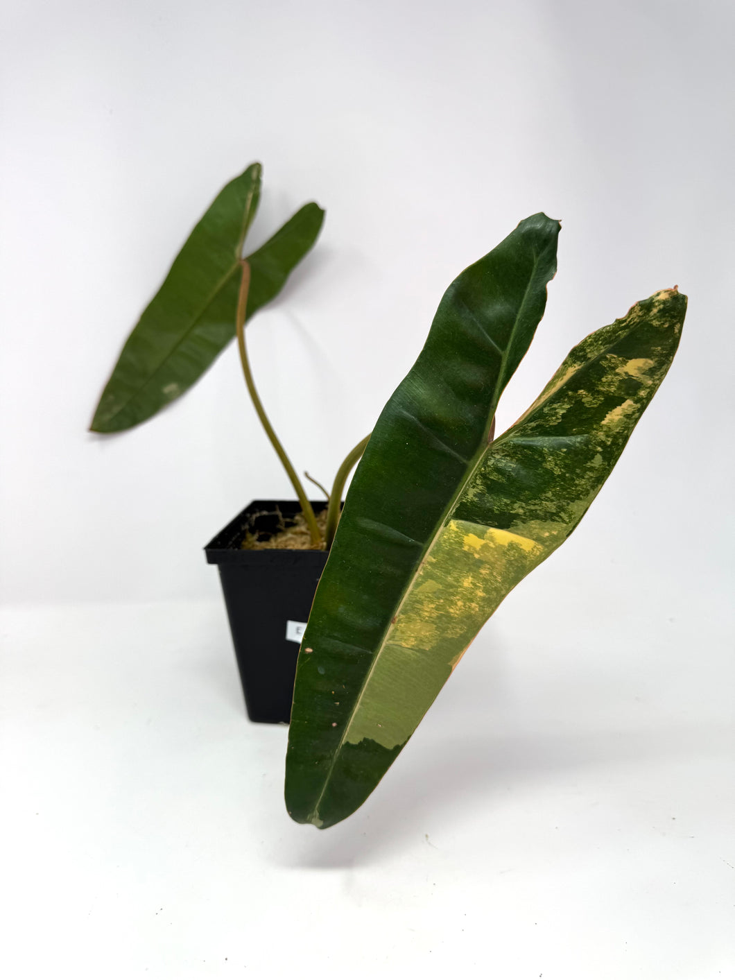 Philodendron Billietiae Variegated E