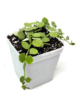 Load image into Gallery viewer, Dischidia Nummularia ‘String of Nickels’
