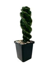 Load image into Gallery viewer, Cereus Forbesii cv. Spiralis &#39;Spiral Cactus&#39; (Ships within Canada only)