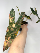 Load image into Gallery viewer, Philodendron Billietiae Variegated A