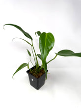Load image into Gallery viewer, Philodendron Burle Marx Flame B