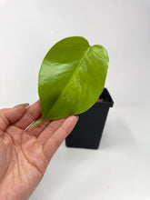 Load image into Gallery viewer, Monstera Deliciosa Aurea Variegated H
