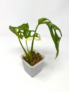 Monstera Adansonii Variegated J