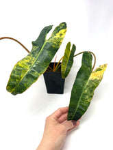Load image into Gallery viewer, Philodendron Billietiae Variegated A