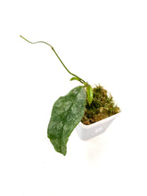 Load image into Gallery viewer, Hoya Mitrata Silver D