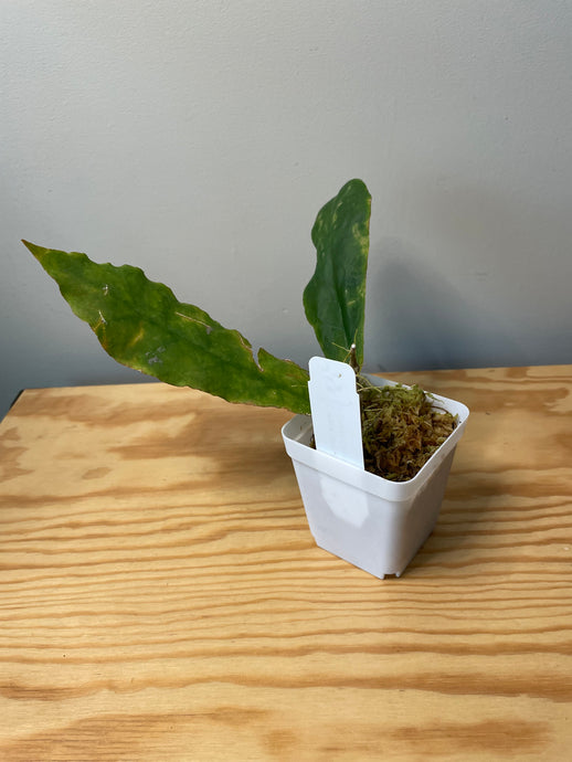 162. Hoya Undulata Green Leaves