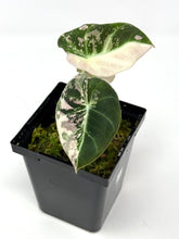 Load image into Gallery viewer, Alocasia Black Velvet Variegated A