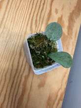 Load image into Gallery viewer, 21. Hoya Carnosa ‘Grey Ghost’