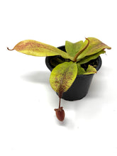 Load image into Gallery viewer, Nepenthes Mirabilis
