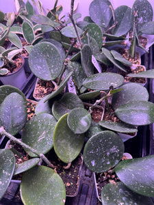 Hoya Obovata