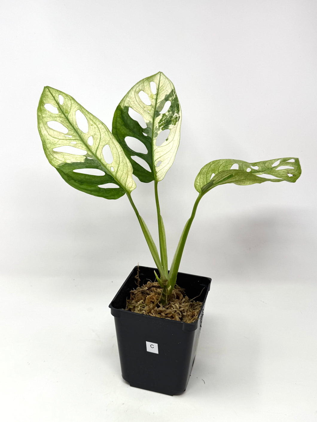 Monstera Adansonii Variegated C