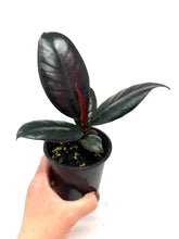 Load image into Gallery viewer, Ficus Elastica Burgundy
