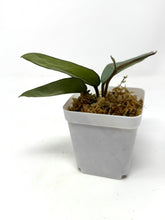 Load image into Gallery viewer, Hoya Carnosa ‘Nova Ghost’