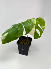 Load image into Gallery viewer, Monstera Deliciosa Albo Variegated O