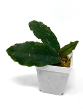 Load image into Gallery viewer, Hoya Undulata ‘Red Leaves’ Splash