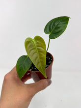 Load image into Gallery viewer, Anthurium Veitchii