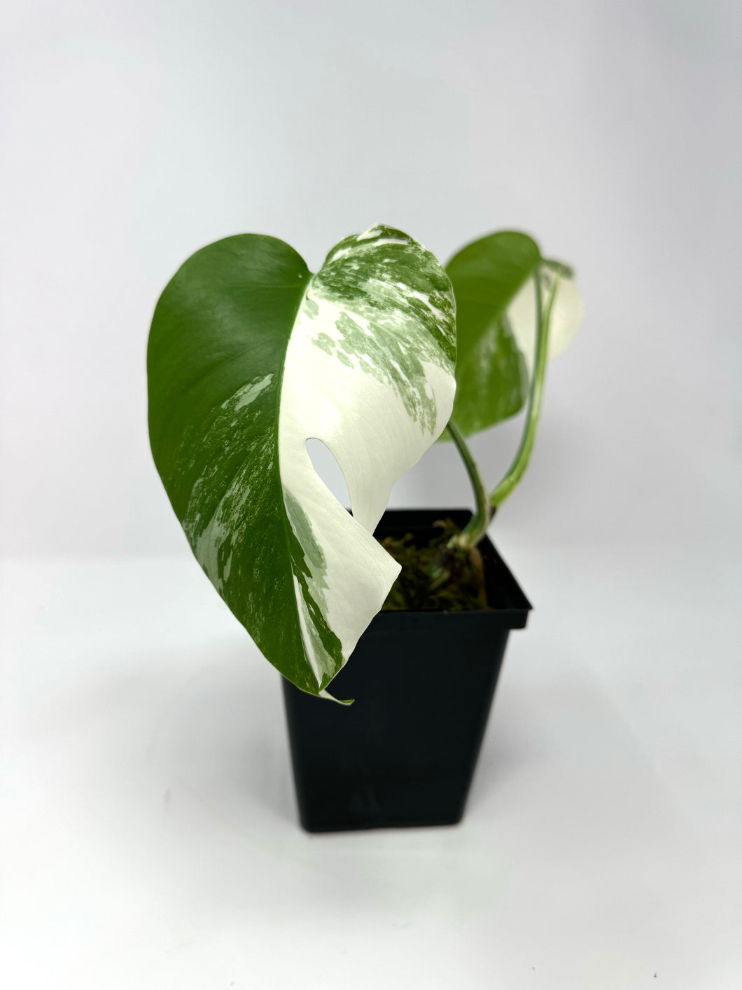 Monstera Deliciosa Albo Variegated A