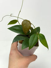 Load image into Gallery viewer, Hoya Caudata 'Sumatra'