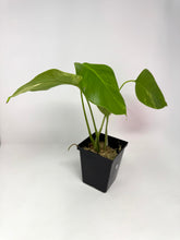 Load image into Gallery viewer, Monstera Deliciosa Aurea Variegated E
