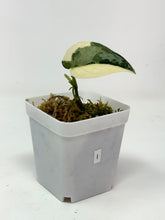 Load image into Gallery viewer, Scindapsus Mayari Variegated I