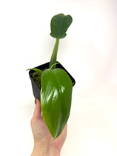 Load image into Gallery viewer, Philodendron Applanatum